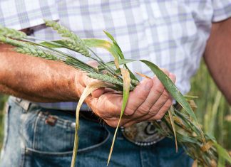 Farmer, Miller, Baker: The Innovators Behind the Heritage Grain Movement