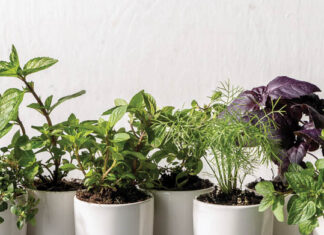 From the Pantry: Summer Herbs Baking with Summer Herbs